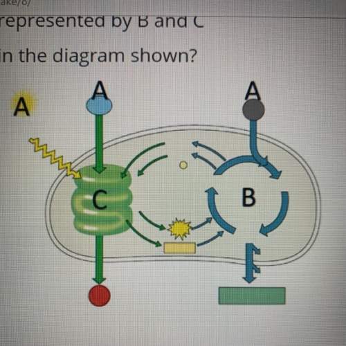 What are the two stages of photosynthesis represented by b and c in the diag