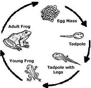 At which stage shown below does the frog use both skin and lungs for gas exchange  a) egg