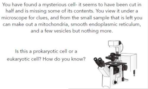What type of cell do you think you are viewing under the microscope? explain your reasoning:&lt;