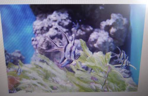 Aquarium ecosystem exploration1. which biotic factors do you see in this photo? &lt;