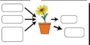 Use the diagram to explain the cellular process of photosynthesis. answer asap need wit