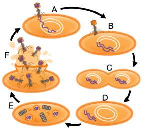 In which step of the diagram does the virus release a protein that causes the cell wall to burst?