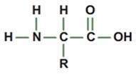 What biological macromolecule is made up of monomers like the one shown below?  lipid