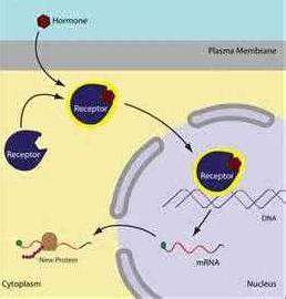 Identify the type of cellular receptor shown in the image above. me