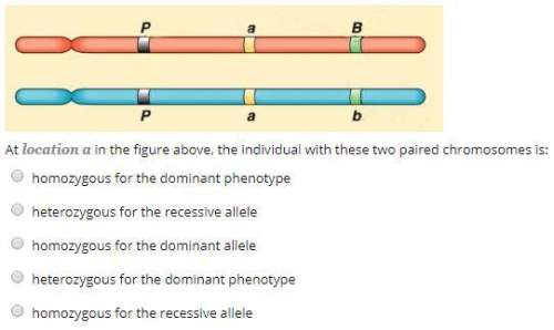 At location a in the figure above, the individual with these two paired chromosomes is: