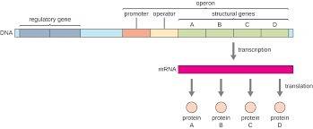 The operon model of the regulation of gene expression in bacteria was proposed by  the operon model 