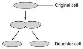 Which statement most likely describes the daughter cells produced in the diagram