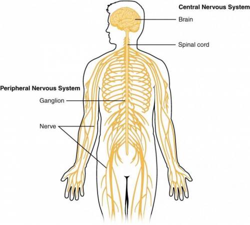 The divisions of the nervous system include the  central nervous system and the lateral nervous syst