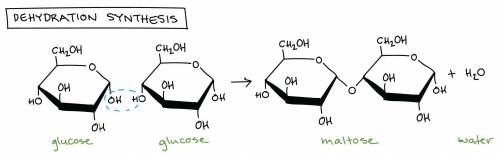 Explains how the atoms that make up glucose can be used to construct macromolecules