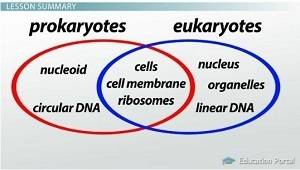 Compare and contrast eukaryotic cells with prokaryotic cells. which type of cell might have been the