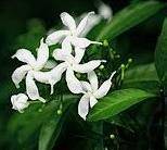 What is the name of pakiatan national flower