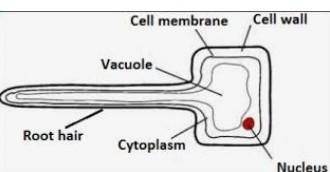 What is a root hair cell