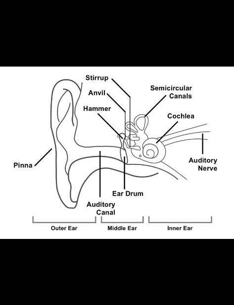 In this assignment, you will label a blank diagram of an ear and describe the steps for how hearing