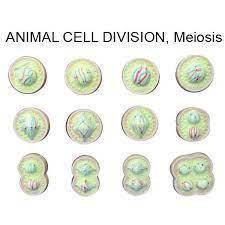 In mature animals when do cells still need to differentiate?