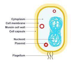 Describe three other features of a bacterial cell.