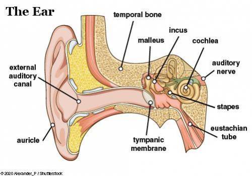 Identify and label the parts of the human ear. Subject: Anatomy