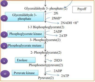 What are the two phases of glycolysis