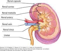 What is the name for the inner portion of the kidney