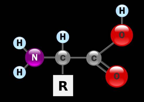 Which compound is an example of an amino acid?  a. glycine (nh 2 ch 2 cooh) b. propanoic acid (ch 3 