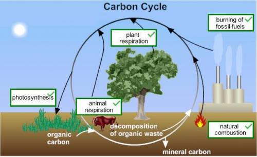 The diagram below shows several of the processes involved in the carbon cycle, but they are not labe
