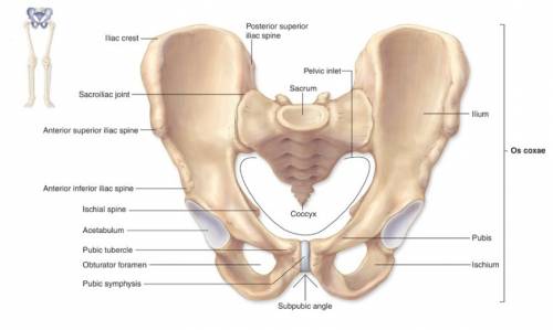 Which component forms the superior part of the hip bone?
