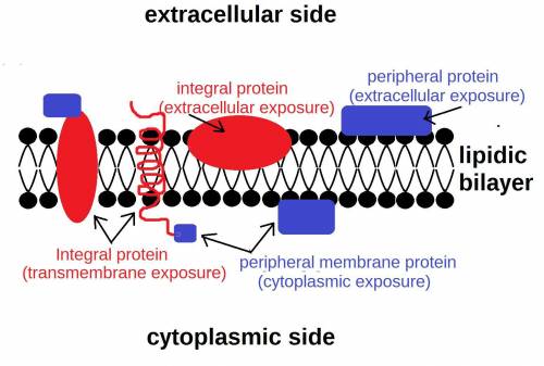 Draw a portion of a plasma membrane of a cell and label the cytoplasmic and extracellular surface. P