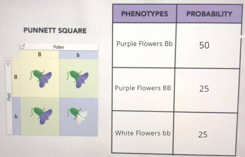 Observer each image of the punnet square and list the two phenotypes and the probability of each phe
