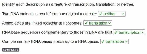 Identify each description as a feature of transcription, translation, or neither.

Two DNA molecules