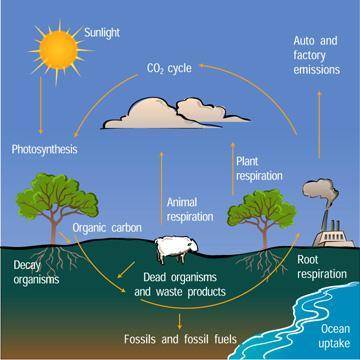 Which statement best describes the concern scientists have about the carbon cycle?

A. The environme
