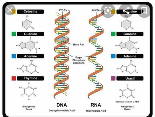 What is the connection between the structure of DNA and the structure of a protein?

Explain using d