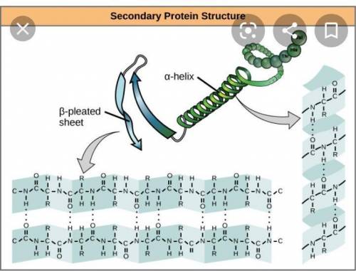 What is the connection between the structure of DNA and the structure of a protein?

Explain using d