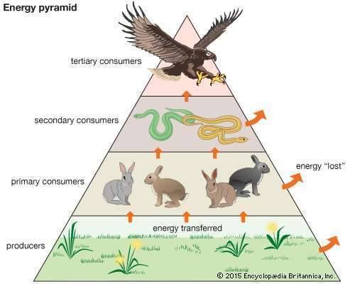 What organism would be most likely be at the top of a food web?  a)rabbit b)deer c)coyote d)cow