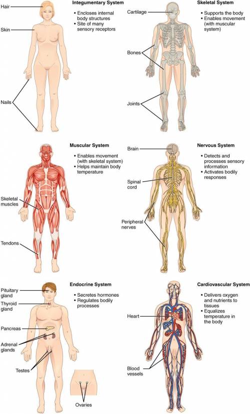 The human body is made of different systems. Explain and provide an example of how a problem with on