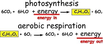 Which compound of the earths atmosphere is decreased due to photosynthesis