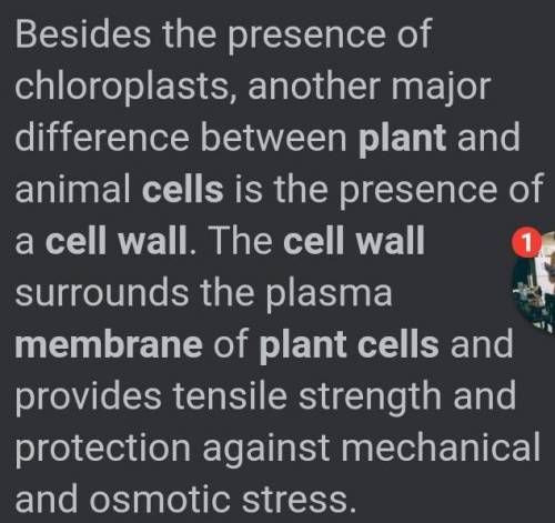Is a cell wall found in a plant cell?