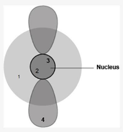 The diagram shows four different locations in an atom.

2
Nucleus
3
7
4
Which locations are likely t