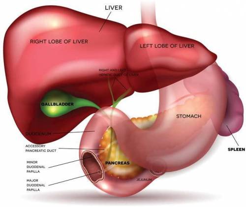 The spleen is  to the liver.

a. Superficial
b. Ventral
c. Medial
d. Lateral