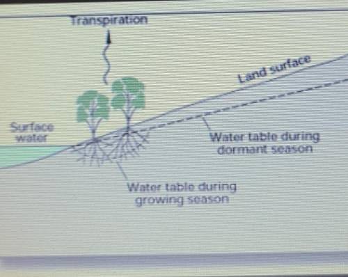 How do you think that water gets to the other parts of the tree that need it?