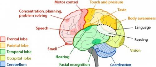 Identify features of brain structure and organization that modern neuroscience has confirmed.