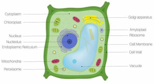 Plant cell, help this, i will give brainliest
