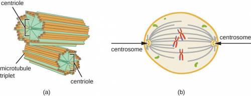 What organelle reforms around the chromatids at opposite ends of the cell ?

A. Centriole
B. Vacuole