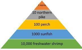 An aquatic ecosystem contains 15 000 algae, 1000 freshwater shrimp, 80 perch, 10 northern pike, and