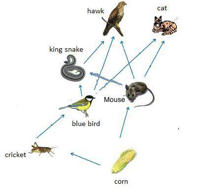 How to construct a food web with mouse, corn, bluebird, king snake, hawk, cat, and cricket?