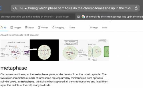 During which phase of mitosis do the chromosomes line up in the middle of the cell?