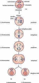 True or False: The result of telophase is two nuclei surrounded by unwound DNA inside a centriole.