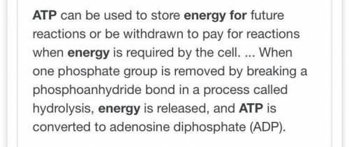 What does ATP serve as a energy source for ?