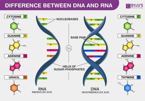 DNA and RNA are both nucleic acids, but their structures and functions differ. Which of the followin