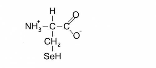 The uncommon amino acid selenocysteine has an r group with the structure -ch2-seh (pka » 5). in an a