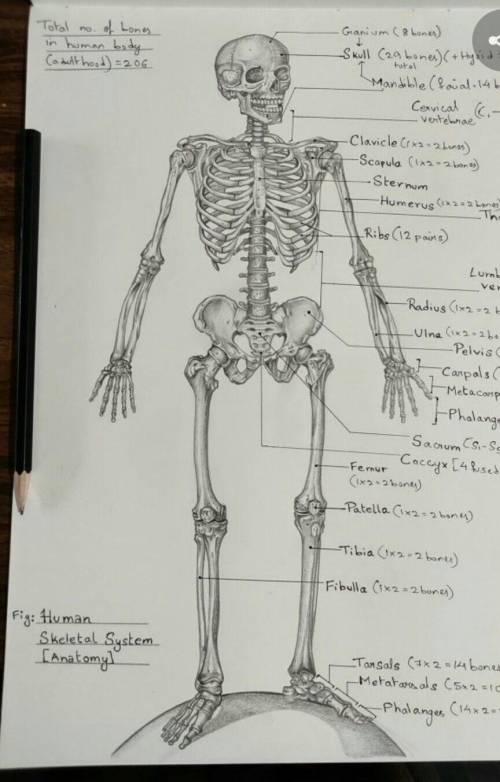 How to Draw skeletal system of human bodyplease give me some concept to Draw it