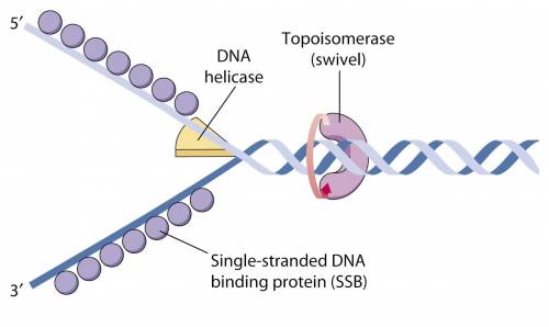 Which enzyme is responsible for relieving the torsional stress caused by dna unwinding in the proces